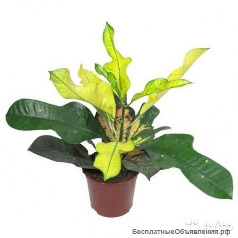 Кодиеум Вилма