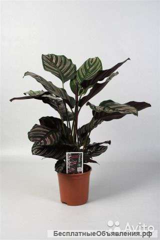 Калатея Сандериана 75-90 см