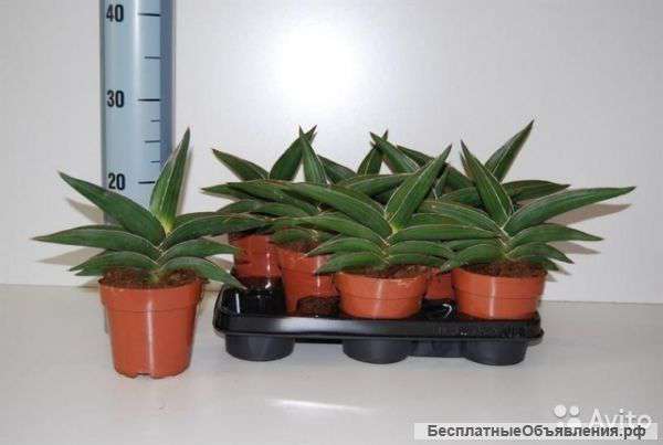 Сансивьера Самурай