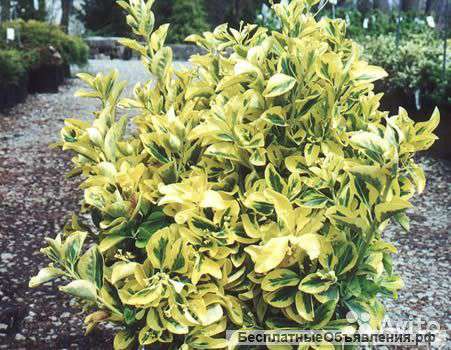 Бересклет форчуна Блонди