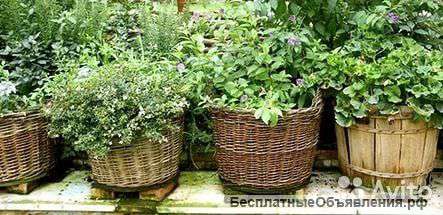 Чайный микс в корзине KM111