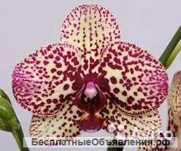 Орхидея Фаленопсис yellow Kleopatra