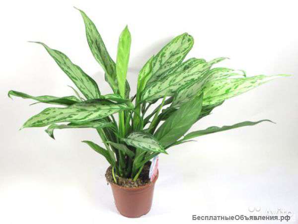 Аглаонема Сильвер Квин, 50-60 см