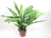 Аглаонема Сильвер Квин, 50-60 см