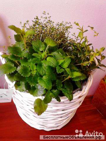 Чайная корзина микс свежих трав