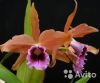 Каттлея Лаелла Тенеброза