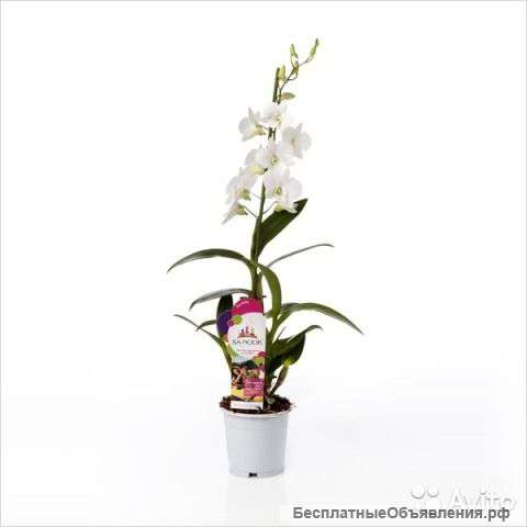 Орхидея Дендробиум нобиле Санок Коконат Дрим