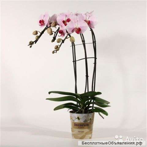 Орхидея Фаленопсис сирена