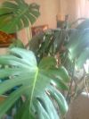 Комнатная монстера