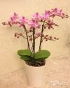 Орхидея Фаленопсис Пинк Лонг Черри