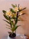 Орхидея Дендробиум Нобиле Стар Класс, желтый