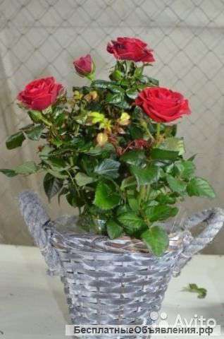 Композиция из горшечных роз KM072