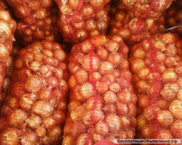 Лук оптом 5+ от производителя 13,5 р/кг