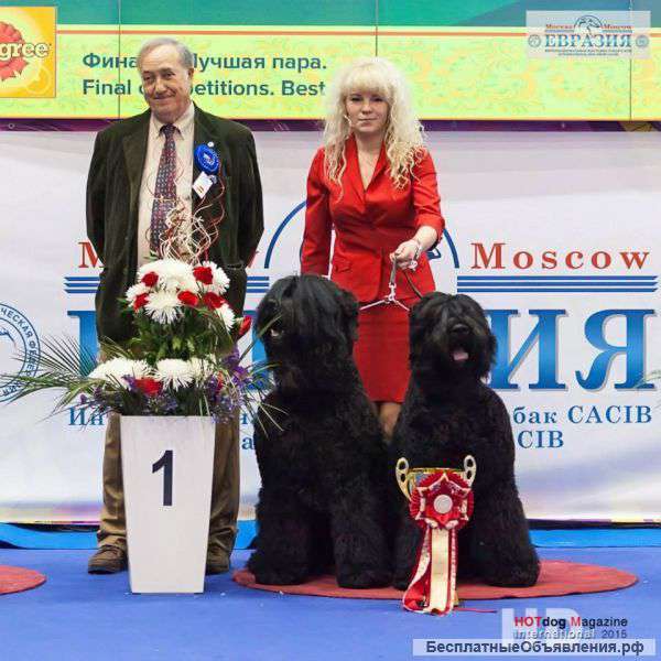 Щенки Русского черного терьера