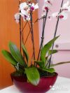 Орхидея фаленопсис рэд липс в бордовом кашпо 5 цв