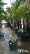 Пальма Маскарена Гиофорба бутылочноствольная