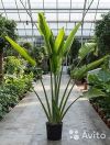 Пальма Равенала мадагаскарская 230 см