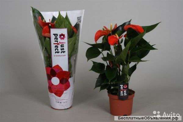 Антуриум Андр Матиз 60-70 см