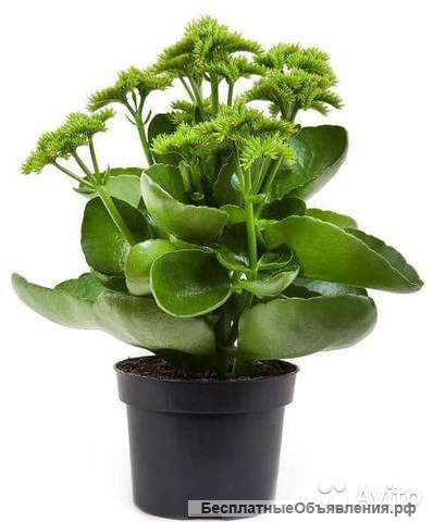 Каланхое Фаворита Кроко