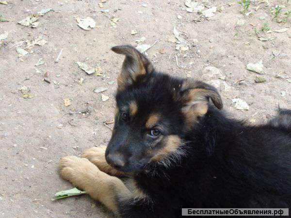 Щенки немецкой овчарки