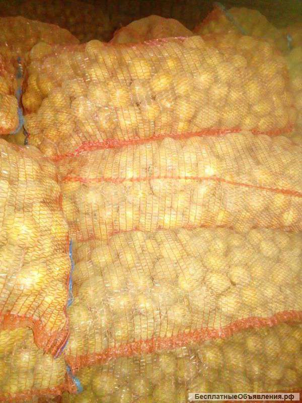 Семенной картофель оптом от производителя 7 р/кг