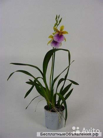 Мильтония Сансет 1 ст