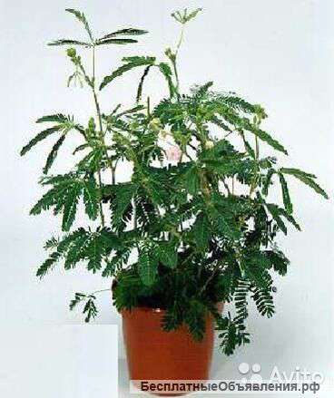 Мимоза стыдливая