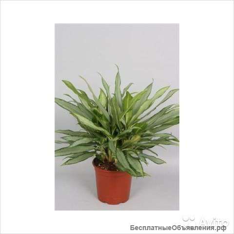 Аглаонема Вайт Ленс 23/60-70 см