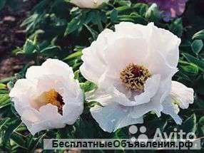 Пион древовидный Возрождение Феникса