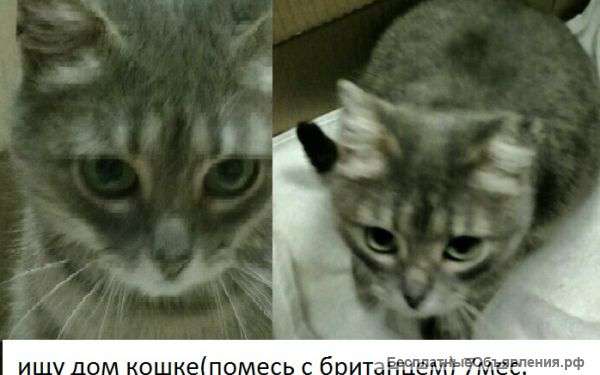 Ищу новых или старых хозяев кошечке