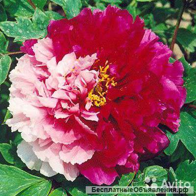 Пион древовидный Две Сестры