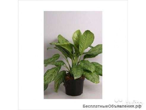 Аглаонема Миллии 60-70 см