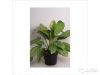 Аглаонема Миллии 60-70 см