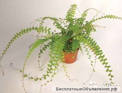 Папоротник Адиантум Каудатум
