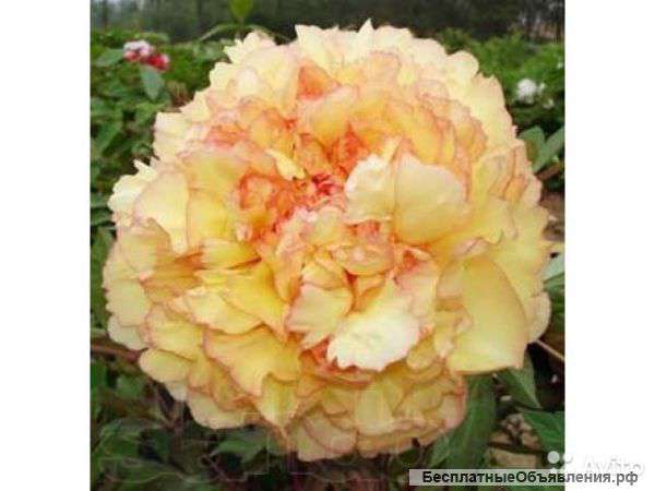 Пион древовидный Золотая Россыпь саженец