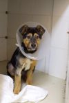 Мальчик Тони, 3,5 мес ищет дом