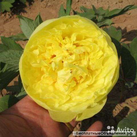 Пион древовидный Золото Поднебесной