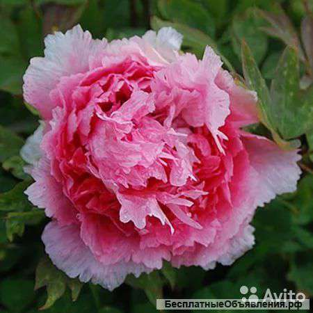 Пион древовидный Коралловый Остров саженец