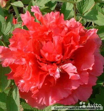 Пион древовидный Мерцающая Звезда саженец