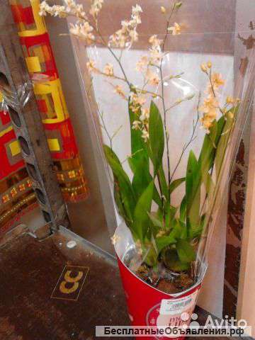 Онцидиум твинкл белый 25-30 см