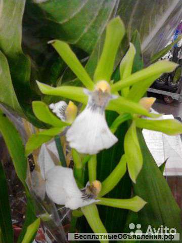 Орхидея ароматная зигопеталум грин
