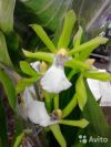 Орхидея ароматная зигопеталум грин
