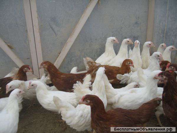 Куры несушки молодки