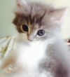 Котенок, отдам в хорошие и заботливые руки