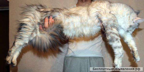 Домашняя рысь Мейн Кун