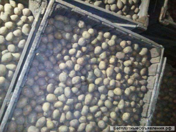 Семенной картофель оптом от производителя 20 р/кг