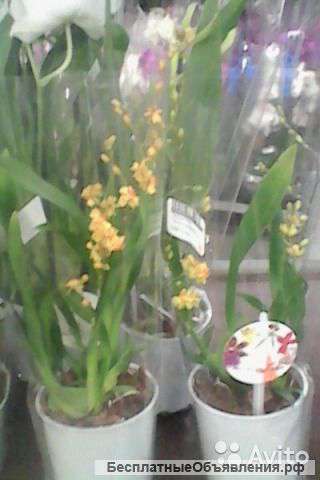 Онцидиум Твинкл Чан-цзу