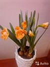Оранжевый нарцисс эприкот в корзине
