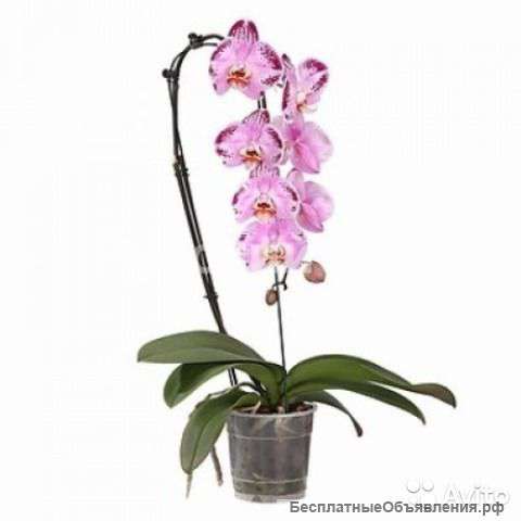 Фаленопсис Пинк Дансер каскад 1 ст
