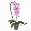 Фаленопсис Пинк Дансер каскад 1 ст